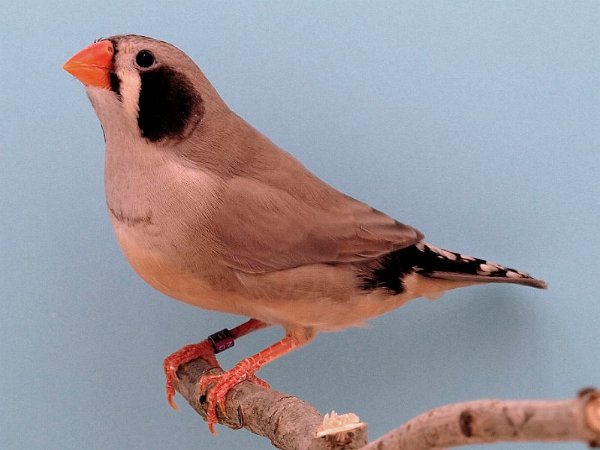 ZW Bruin pop P1296013